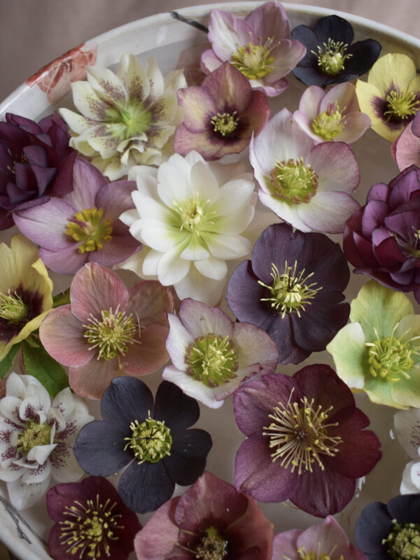Seattle Wedding Florist designs a spring wedding floral design with Hellebore