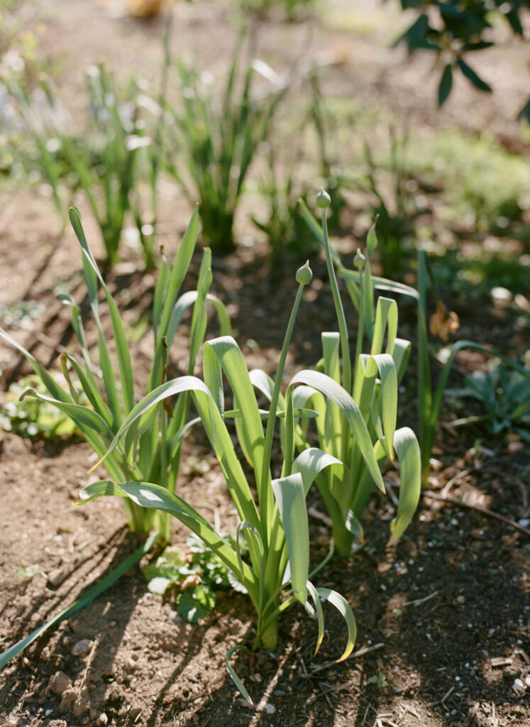 Alliums in the Garden
